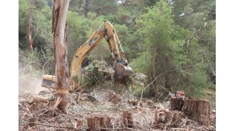 Climate change projects in Monterey Bay area include eucalyptus removal and prescribed burns.