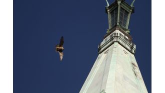 Beloved peregrine falcon Nox, born on UC Berkeley's Campanile, passes away from unidentified sickness.