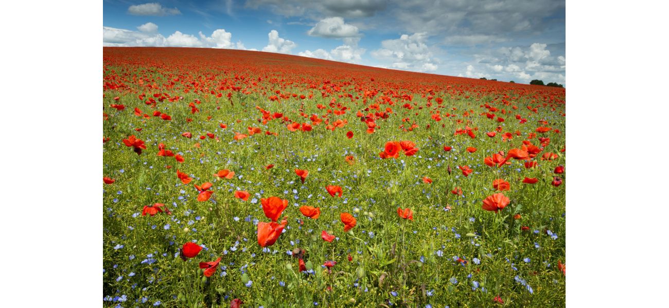 When is the appropriate time to wear a poppy for Remembrance Day? Find out how to obtain a poppy for 2024.