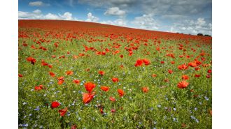 When is the appropriate time to wear a poppy for Remembrance Day? Find out how to obtain a poppy for 2024.