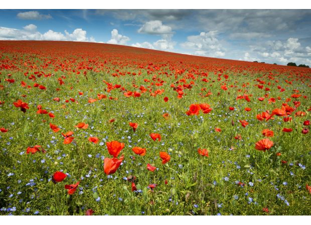 When is the appropriate time to wear a poppy for Remembrance Day? Find out how to obtain a poppy for 2024.