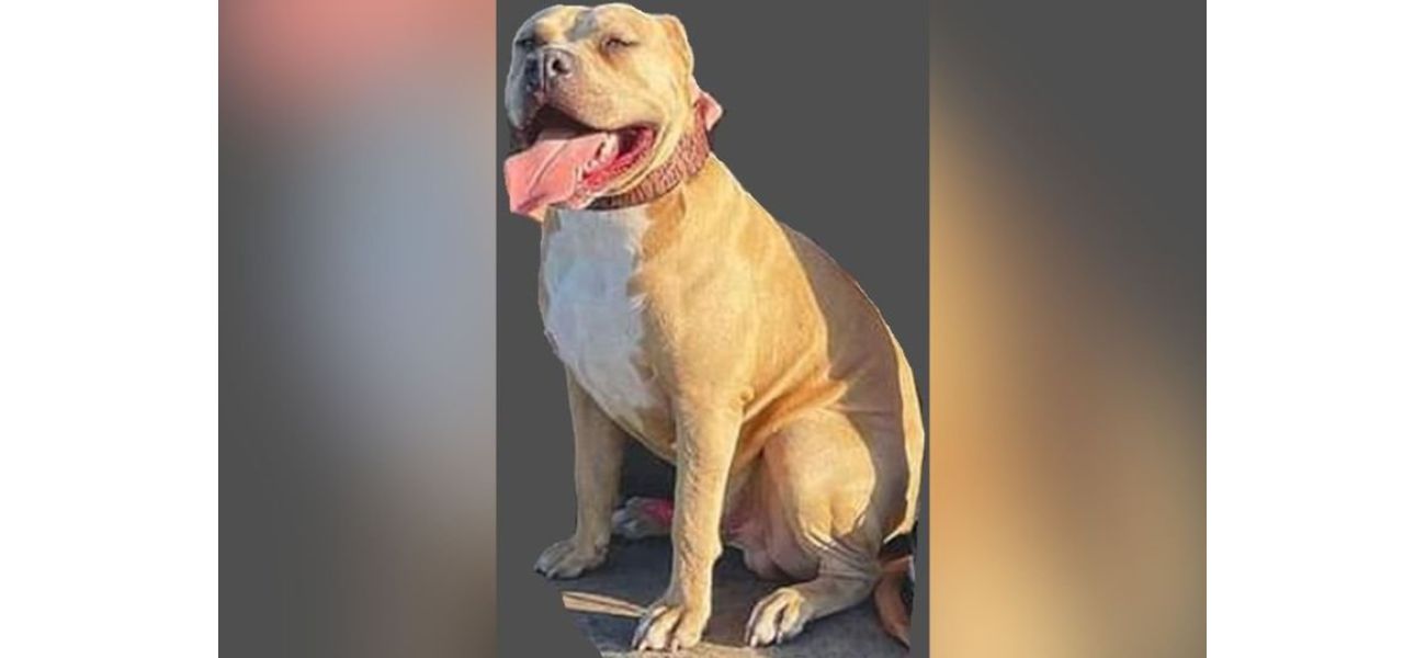 Authorities searching for aggressive XL bully dog after it fatally attacked a dog and injured a woman.