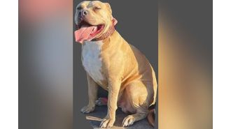 Authorities searching for aggressive XL bully dog after it fatally attacked a dog and injured a woman.