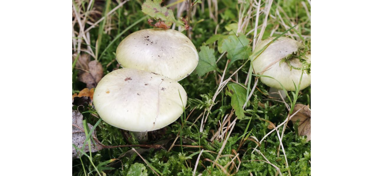 Melbourne woman's death from toxic mushrooms prompts coroner's caution.