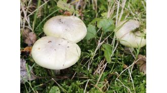 Melbourne woman's death from toxic mushrooms prompts coroner's caution.