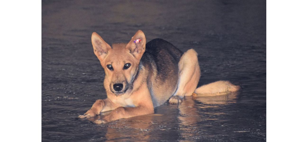 Man fined for killing dingo with speargun on K'gari, facing $5000 penalty.