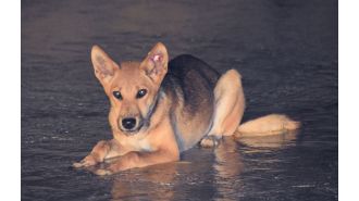 Man fined for killing dingo with speargun on K'gari, facing $5000 penalty.