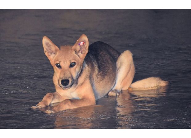 Man fined for killing dingo with speargun on K'gari, facing $5000 penalty.