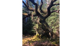 The Skipinnish oak from Lochaber is named UK's Tree of the Year.