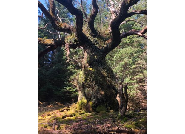The Skipinnish oak from Lochaber is named UK's Tree of the Year.