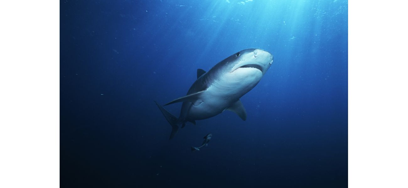 Navy ship saves woman from shark attack 200km off Queensland coast