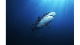 Navy ship saves woman from shark attack 200km off Queensland coast