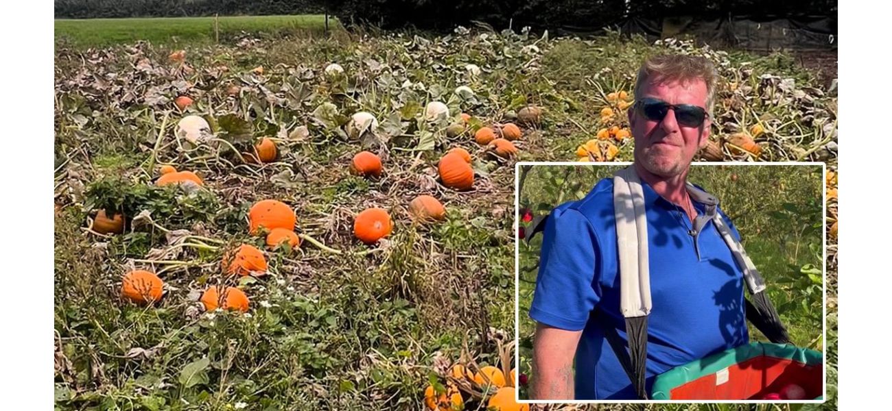 Farm creates innovative solution to pumpkin shortage by providing alternative picking method