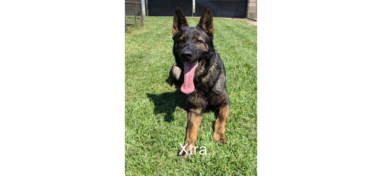 Authorities probe death of two K-9s in locked car.