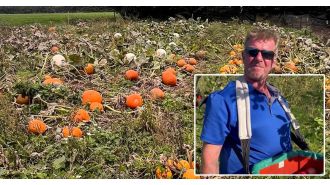 Farm creates innovative solution to pumpkin shortage by providing alternative picking method