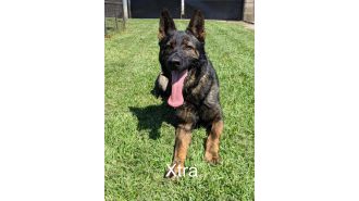 Authorities probe death of two K-9s in locked car.