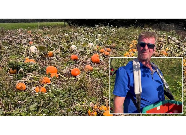 Farm creates innovative solution to pumpkin shortage by providing alternative picking method