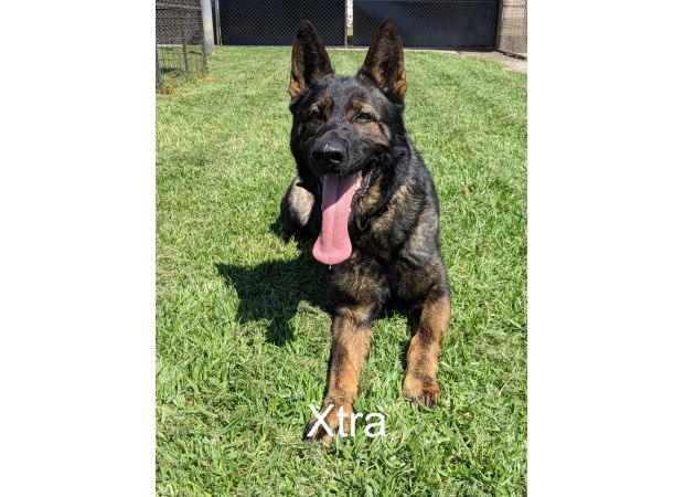 Authorities probe death of two K-9s in locked car.