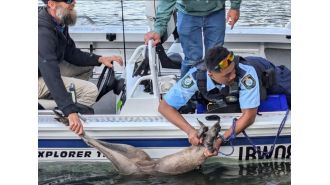Cop saves kangaroo from drowning after it fell off pier into water.