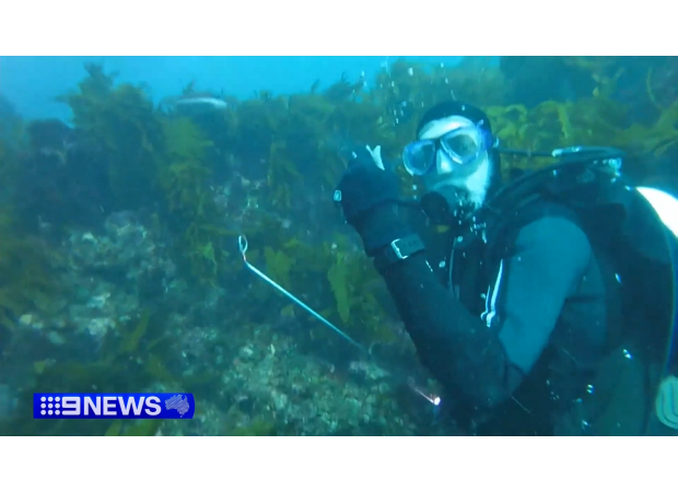 A large shark circles two divers in Western Australia.