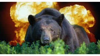 A lost black bear's fence-climbing adventure nearly caused a major international conflict.