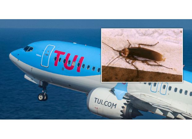 A TUI flight was delayed for eight hours due to the discovery of cockroaches, causing inconvenience for passengers.