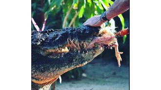 Australia's largest captive crocodile, Cassius, dies in Australia after a long life.