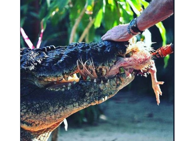 Australia's largest captive crocodile, Cassius, dies in Australia after a long life.