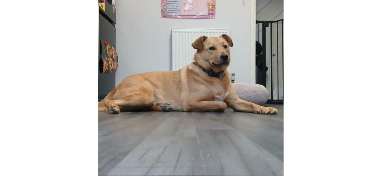Dog causes fire in kitchen that nearly kills family cat