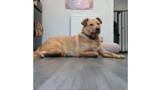 Dog causes fire in kitchen that nearly kills family cat