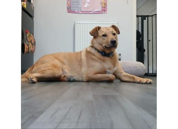 Dog causes fire in kitchen that nearly kills family cat