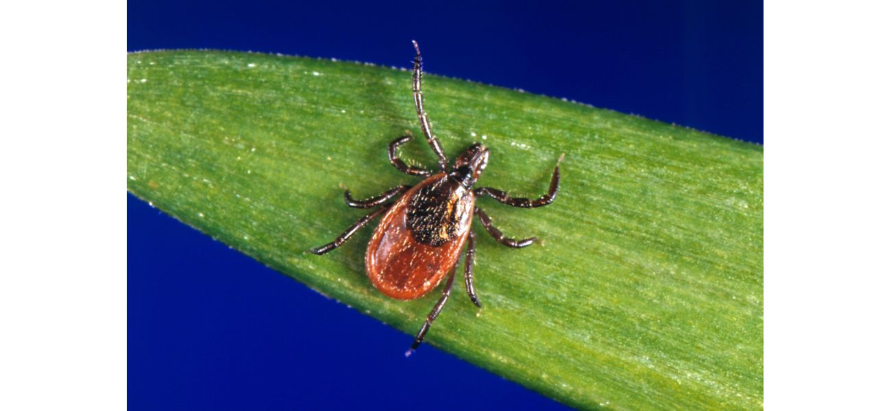 Boulder County has confirmed the first human case of a rare insect-borne illness in 2024.