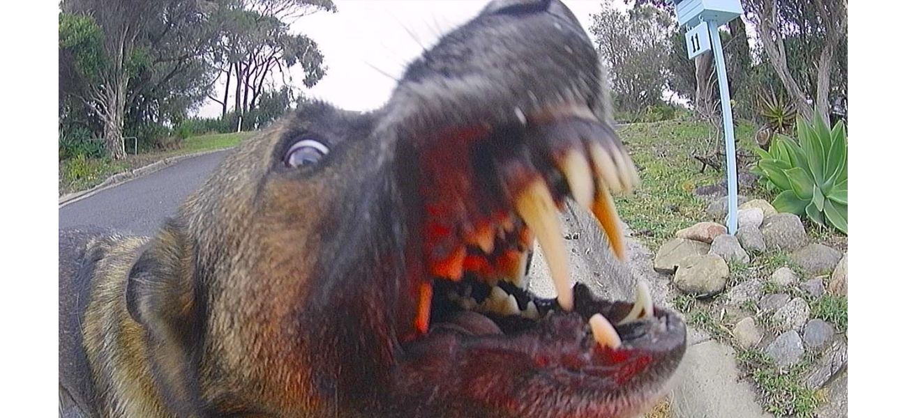 Report reveals states with highest number of dog attacks on postal workers.