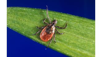 Boulder County has confirmed the first human case of a rare insect-borne illness in 2024.