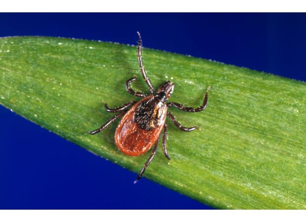 Boulder County has confirmed the first human case of a rare insect-borne illness in 2024.