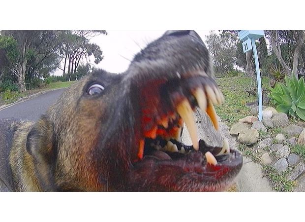 Report reveals states with highest number of dog attacks on postal workers.