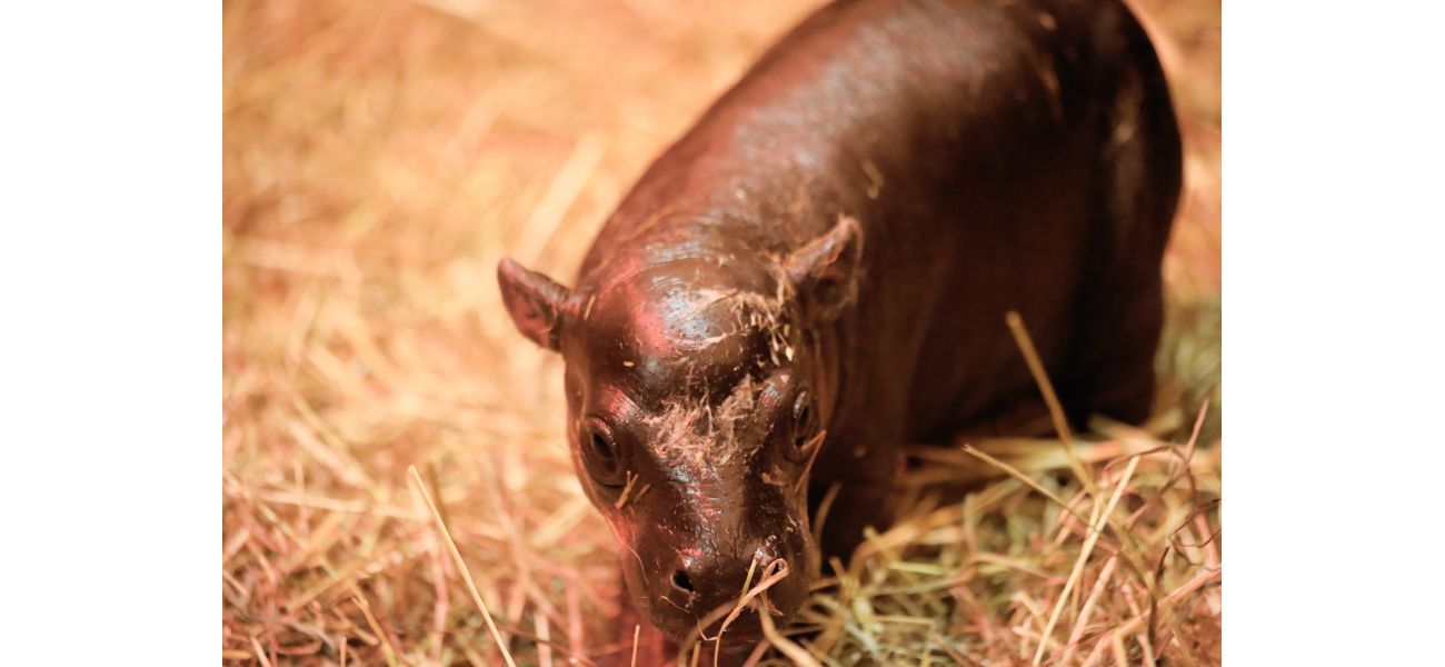 The competitor of Moo Deng, born at Edinburgh Zoo, was given a distinctly Scottish name.