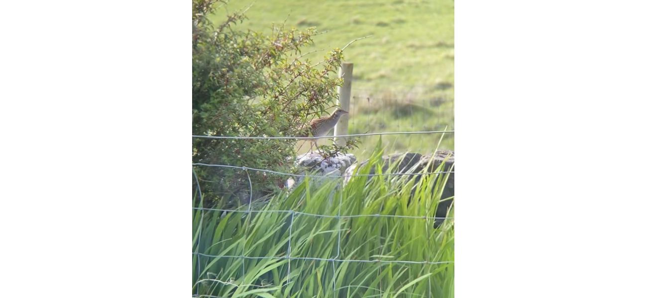 The population of at-risk Corncrakes on Canna Island has increased due to the efforts of farmers.