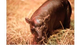 The competitor of Moo Deng, born at Edinburgh Zoo, was given a distinctly Scottish name.