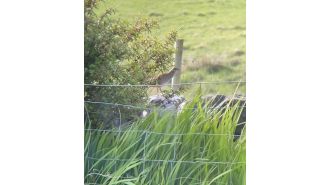 The population of at-risk Corncrakes on Canna Island has increased due to the efforts of farmers.