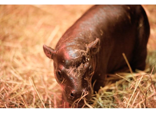 The competitor of Moo Deng, born at Edinburgh Zoo, was given a distinctly Scottish name.