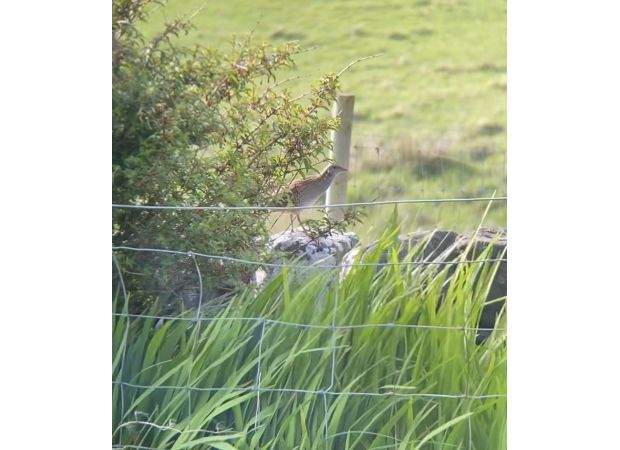 The population of at-risk Corncrakes on Canna Island has increased due to the efforts of farmers.