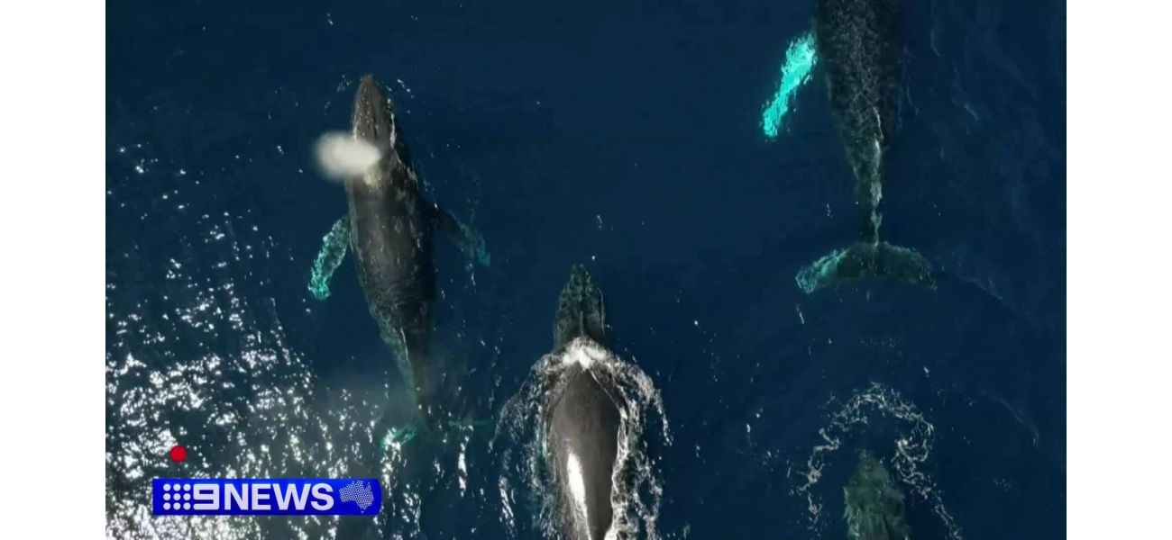 Tracking whale migration as season concludes, with some unpleasant observations.
