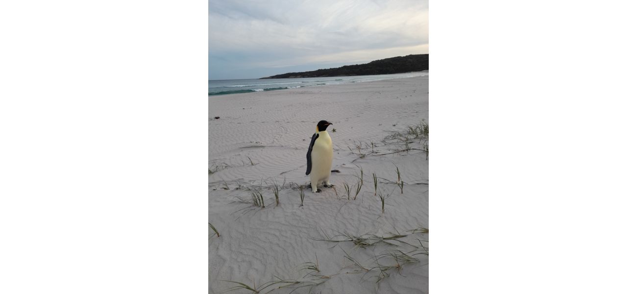 An underfed emperor penguin, possibly lost, sighted on Australian shore.