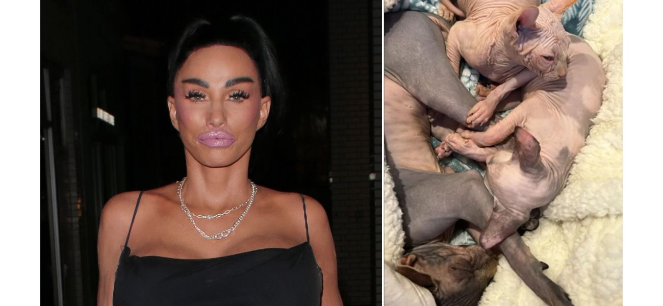 Katie Price buys two new cats for £2,000 following the loss of several pets.