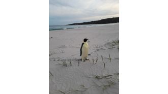 An underfed emperor penguin, possibly lost, sighted on Australian shore.