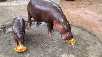 Moo Deng predicts 2024 US election winner.