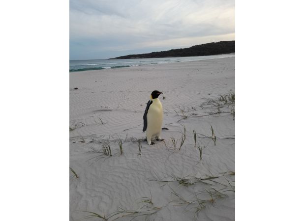 An underfed emperor penguin, possibly lost, sighted on Australian shore.