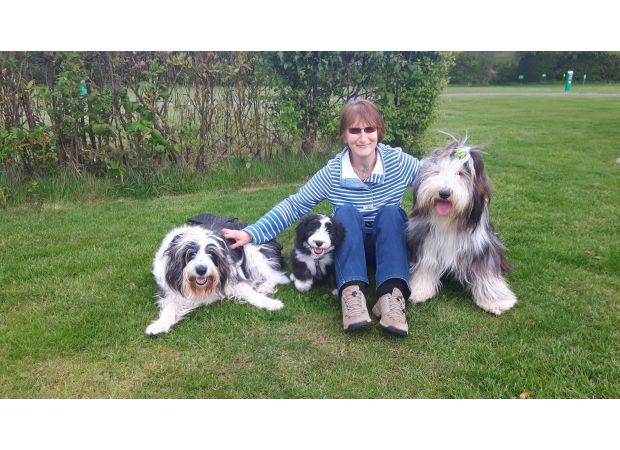 Dog dies from train accident after getting scared by fireworks.