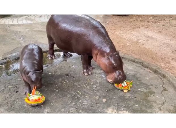 Moo Deng predicts 2024 US election winner.